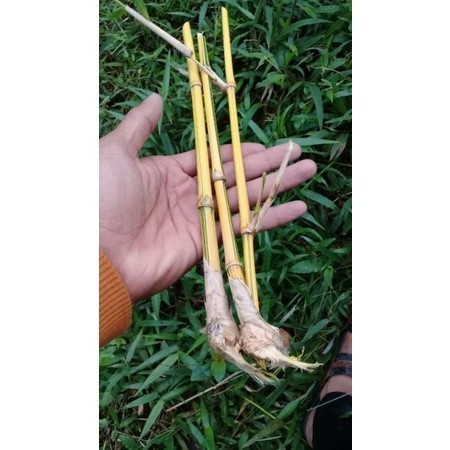 

Promo Bibit Stek Batang Bambu Kuning