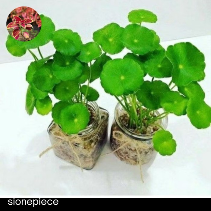

Tanaman Pegagan /Antanan Perbibit Daun Segar