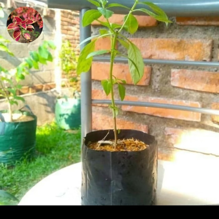 

Bibit Herbal Tanaman Obat Kemangi