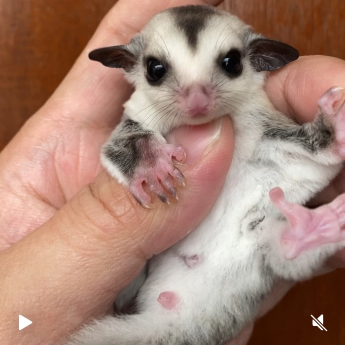 TERBARU Sugar glider joey white face