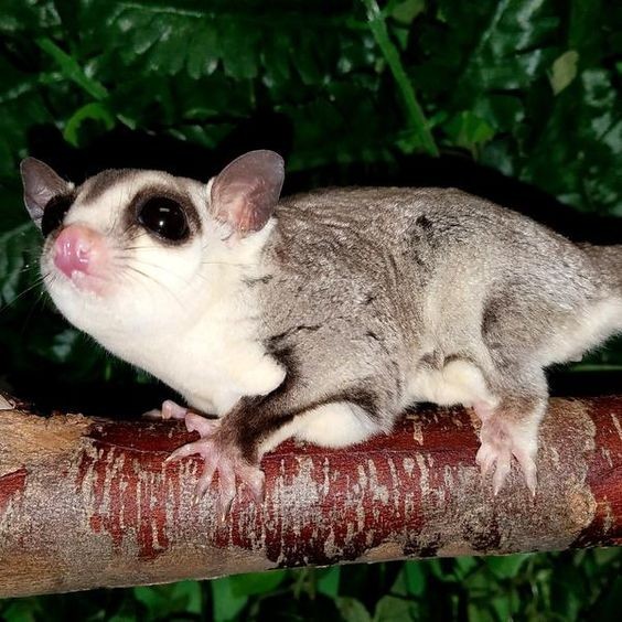 TERBARU Sugar Glider Remaja Varian White Face