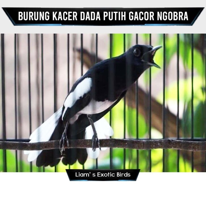 HOT SALE! Burung Kacer Dada Putih Gacor Ngobra