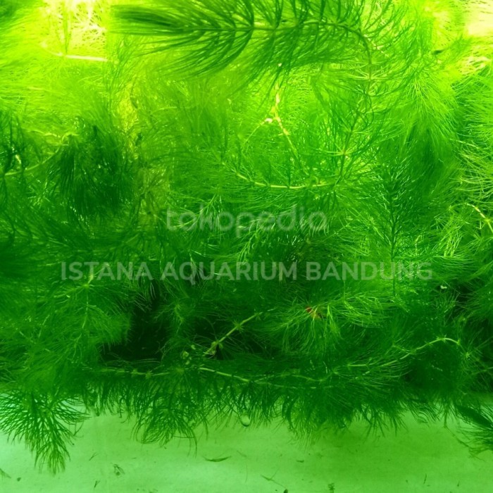 PRODUK TERBATAS EKOR TUPAI / GANGGANG / TANAMAN AIR AQUASCAPE / AQUARIUM 1 PLASTIK
