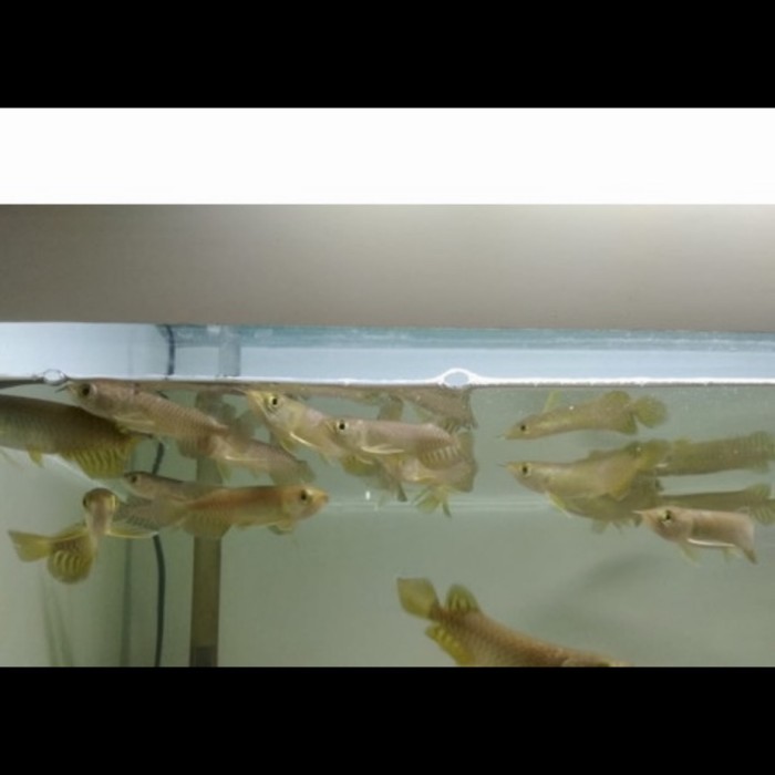 Arowana Green Pino 8-9cm