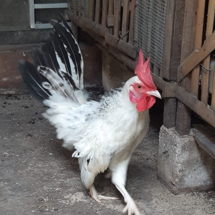 TERBARU AYAM HIAS (SERAMA/KALKUN/MUTIARA/RING NECK/BATIK/KAPAS/POLAND/CHAMOIS)