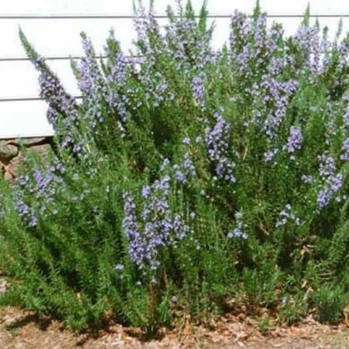 

TERBAIK Tanaman Obat Herbal Diet Rosemary
