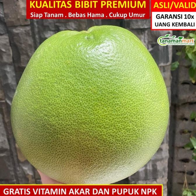 

SALE! BIBIT TANAMAN BUAH JERUK PAMELO MADU UNGGUL, MURAH, BERGARANSI