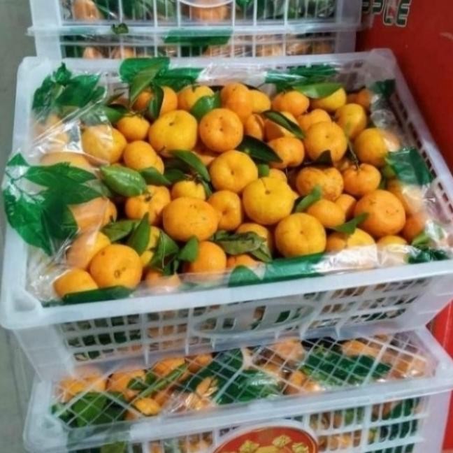 

SALE! BUAH JERUK SANTANG DAUN 1 KERANJANG