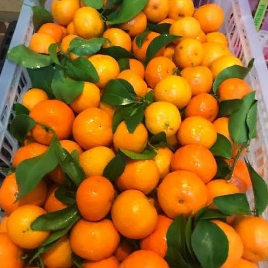 

SALE! JERUK SANTANG | JERUK SANTANG DAUN | JERUK SANTANG SEGAR | 1KG