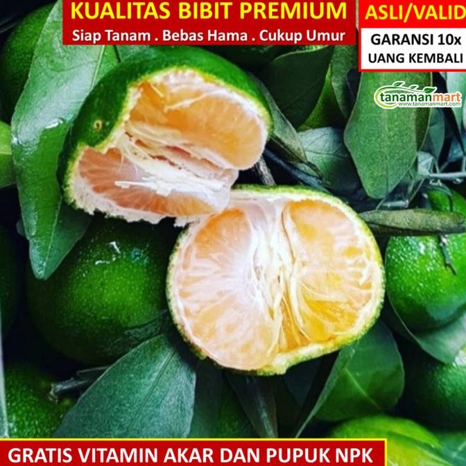

SALE! BIBIT TANAMAN BUAH JERUK SANTANG MADU HIJAU UNGGUL, MURAH, BERGARANSI