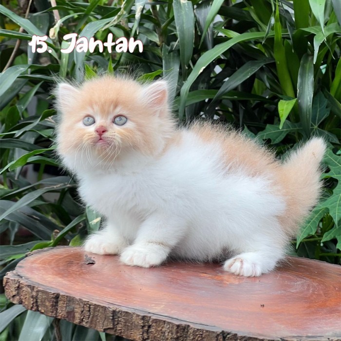 PROMO Anak kucing jantan putih