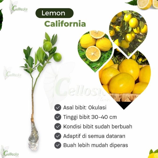 

Bibit Tanaman Buah Jeruk Lemon California Okulasi Berbunga, berbuah MMU