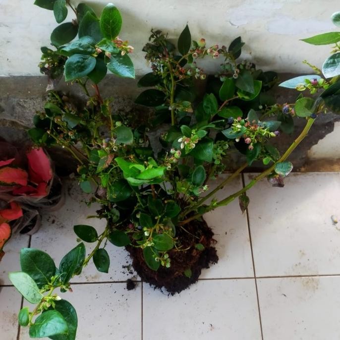 FRES Bibit pohon blueberry - pohon buah blueberry - berbuah VALID