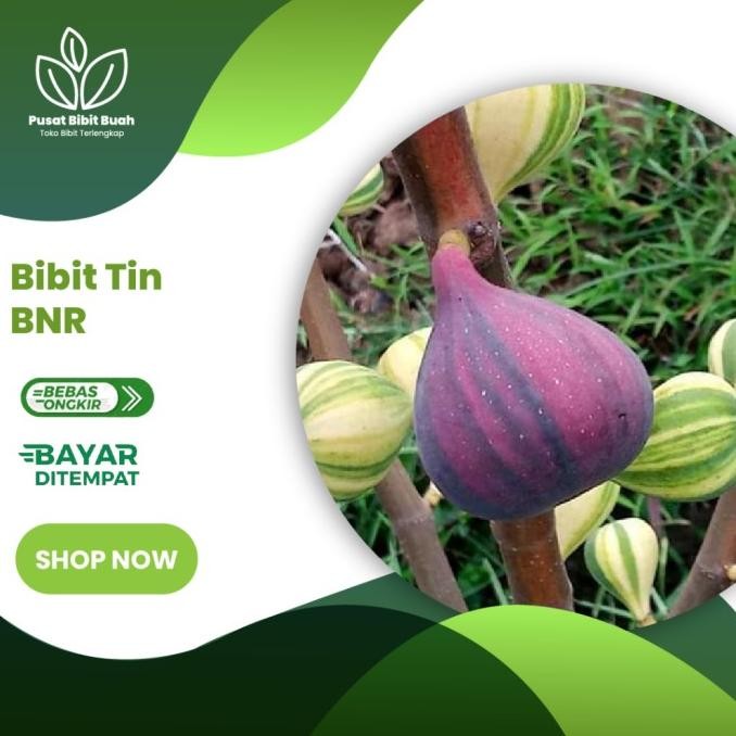 FRES Bibit Tanaman Buah Tin BNR ssote Negra Rimada Ber VALID