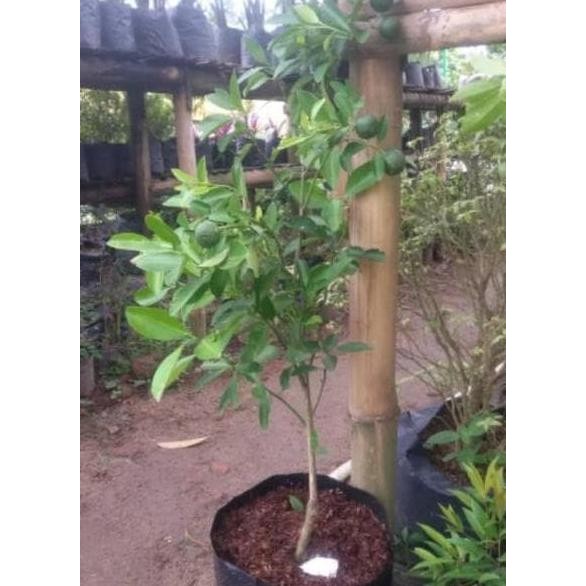

Bibit tanaman buah jeruk kunci BERBUAH . MMU
