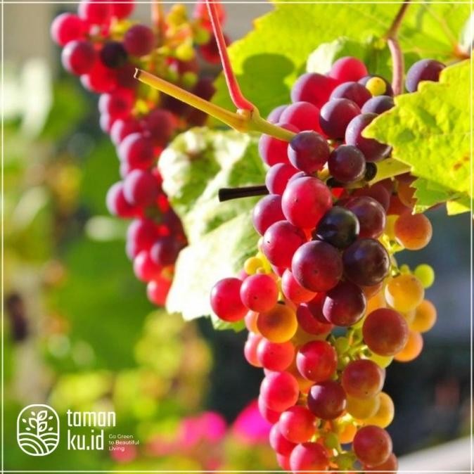 

Bibit anggur merah Tanaman buah anggur / Pohon Anggur Super MMU