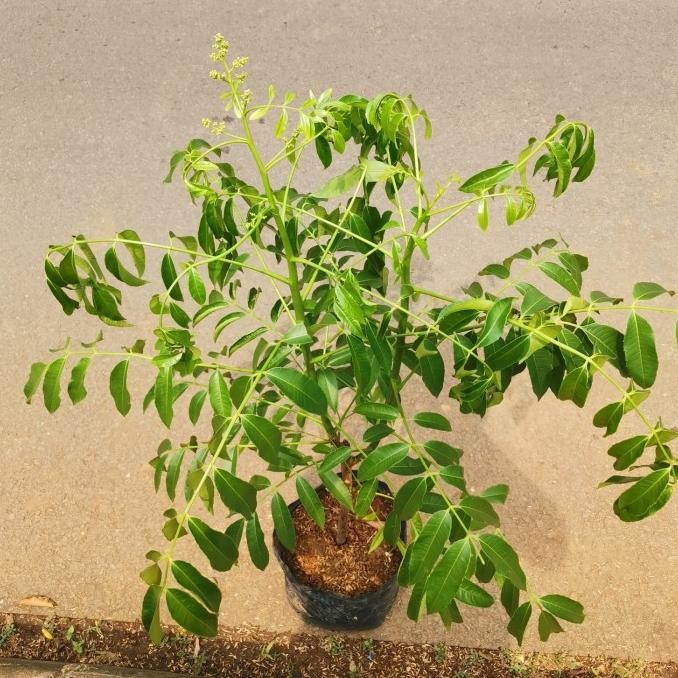 Tanaman buah kedongdong / pohon kedongdong MMU