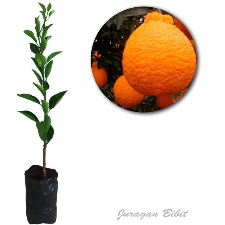 

BIBIT TANAMAN BUAH JERUK DEKOPON MMU