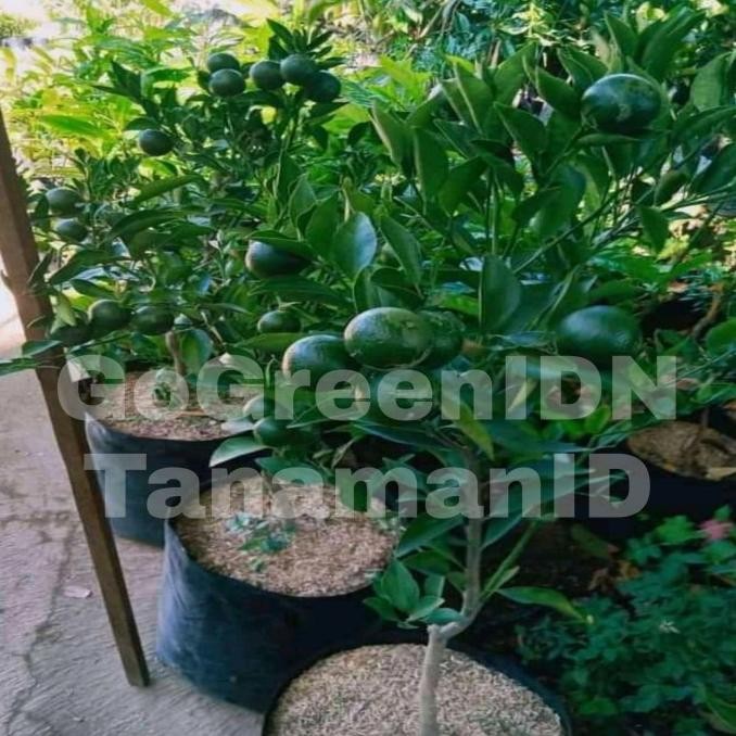 

Bibit Tanaman Buah Jeruk Siam Madu Kondisi berbuah MMU