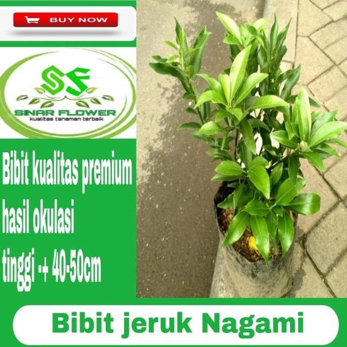 FRES bibit jeruk nagami/pohon buah jeruk/ pohon jeruk nagami VALID