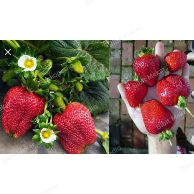 FRES Bibit Buah Strberry Korea strberry nyoho bibit import VALID