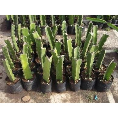 Bibit tanaman buah naga putih super MMU