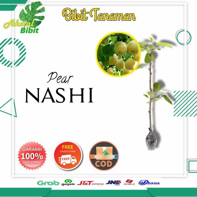 

Bibit Tanaman Buah Pear Pir Nashi Cangkok MMU