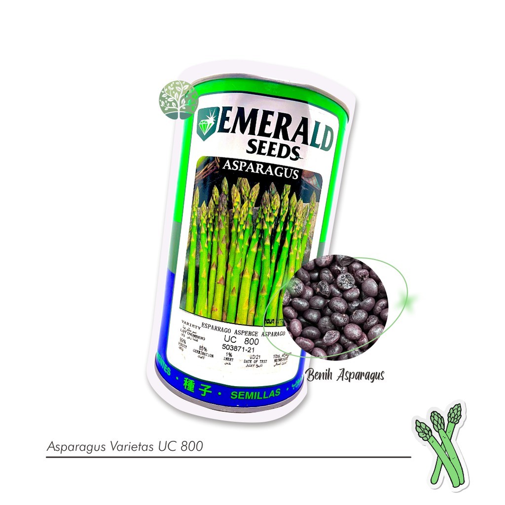 GROSIR 50+ Benih Biji - Asparagus F1 Varietas UC800 - TERBUKTI PANEN MELIMPAH DI IKLIM INDONESIA P3S