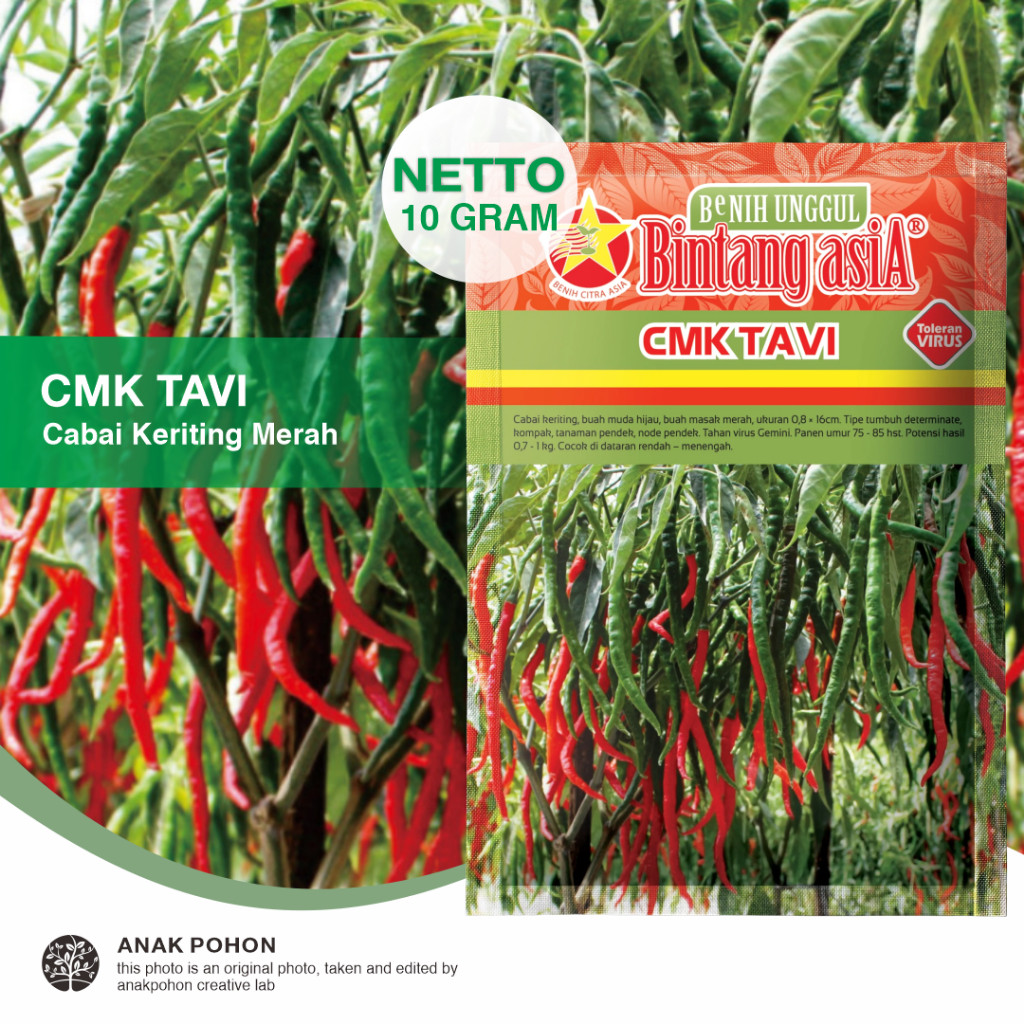 (1 PACK) Benih Cabe Merah Keriting CMK TAVI F1 Cabai Keriting Pedas Determinate Seeds - Bintang Asia