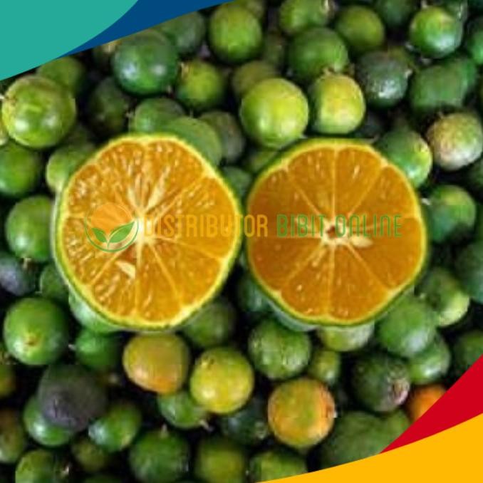 

Bibit Tanaman Buah Jeruk Kasturi MMU