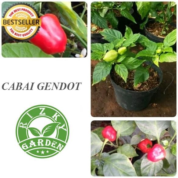 BIBIT POHON TANAMAN BUAH CABAI GENDOT MMU