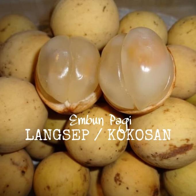 FRES Bibit Pohon Buah Langsat/ Kokosan VALID
