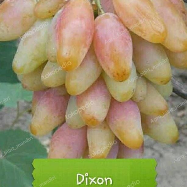 

bibit tanaman buah anggur dixon import MMU