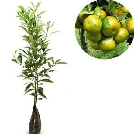 

Bibit Tanaman Buah JERUK SIEM MADU - Jeruk Siam Madu Super MMU