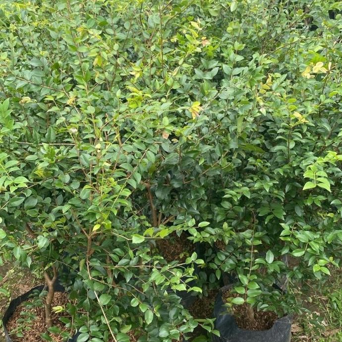

Pohon Buah Anggur Bril - Bibit Anggur Hitam - Tanaman Jabotikaba MMU