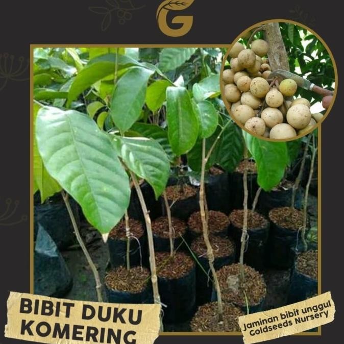 FREESS Bibit Tanaman Buah - Duku Komering Okulasi 30-35cm MMU