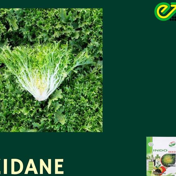 Benih Lettuce Endive Zidane 1 Gram