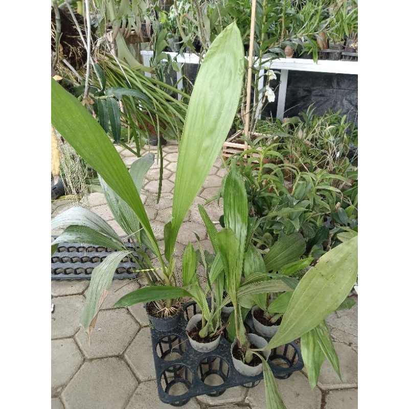 paket anggrek species