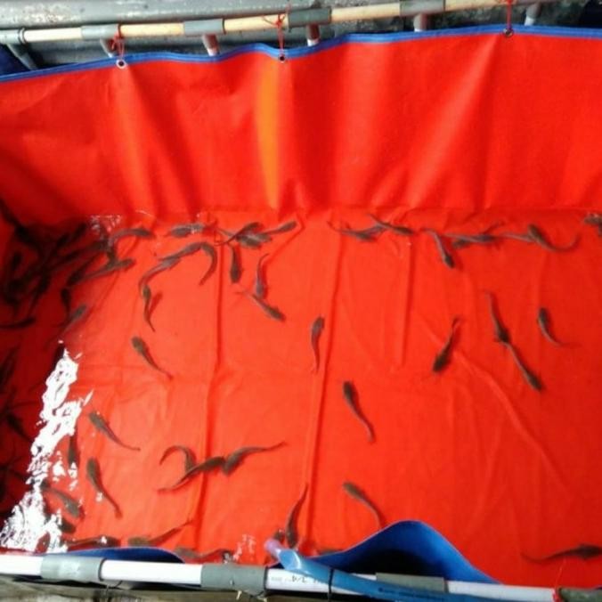 Gila Flase Terpal Kolam Kotak/Terpal Kolam Ikan/Terpal Kopam Lele 2X3X1 A12 Aq-54