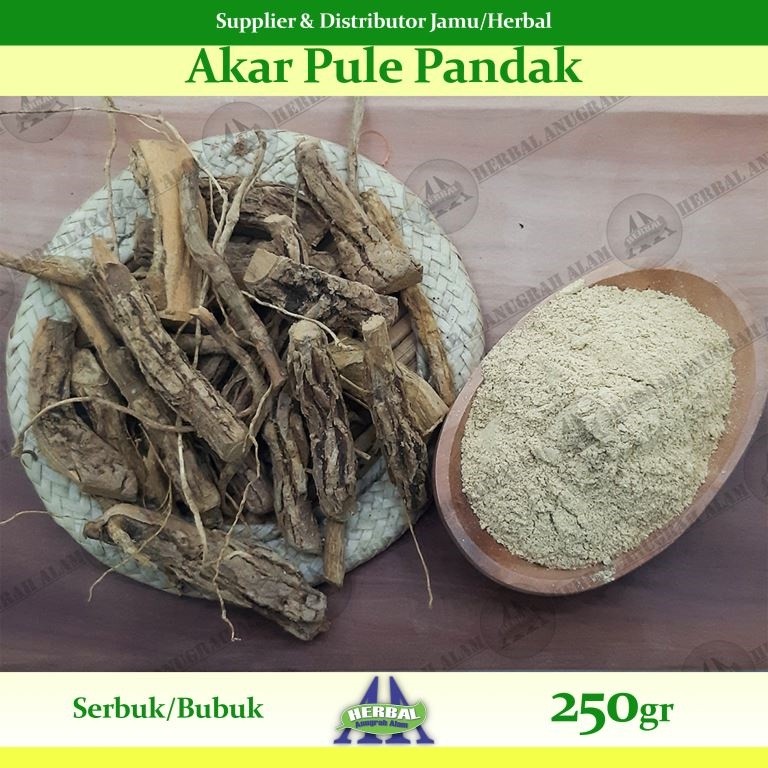 

Akar Pule Pandak (Bubuk) 250Gr - 100% Murni #Herbal