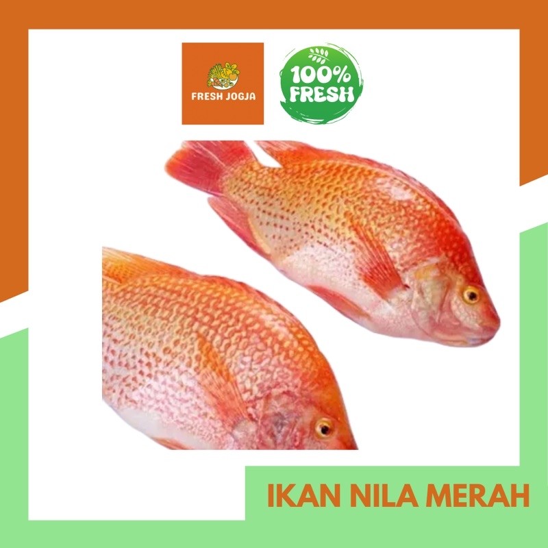 

Ikan Nila Merah Segar per 500gr | Fresh Jogja