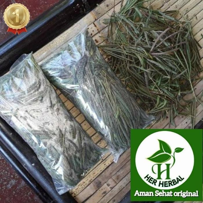 

Terbaru Daun Putri Malu Segar Daun Herbal Kalimantan