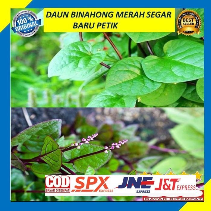 

New Daun Binahong Merah Segar 200 Gram Baru Petik Pohon Gendola Daun Ramban