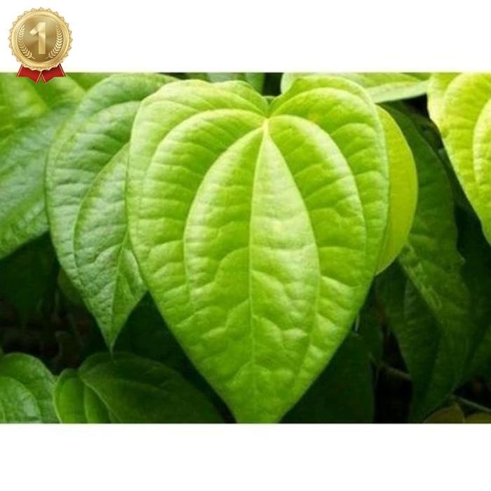 

Promo Bulan Ini (100 Lembar) Daun Sirih Segar Daun Herbal Daun Herbal Alami