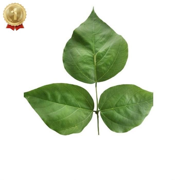 

Terbaru Restukuonline Daun Dadap Serep/Daun Tawa Daun Herbal