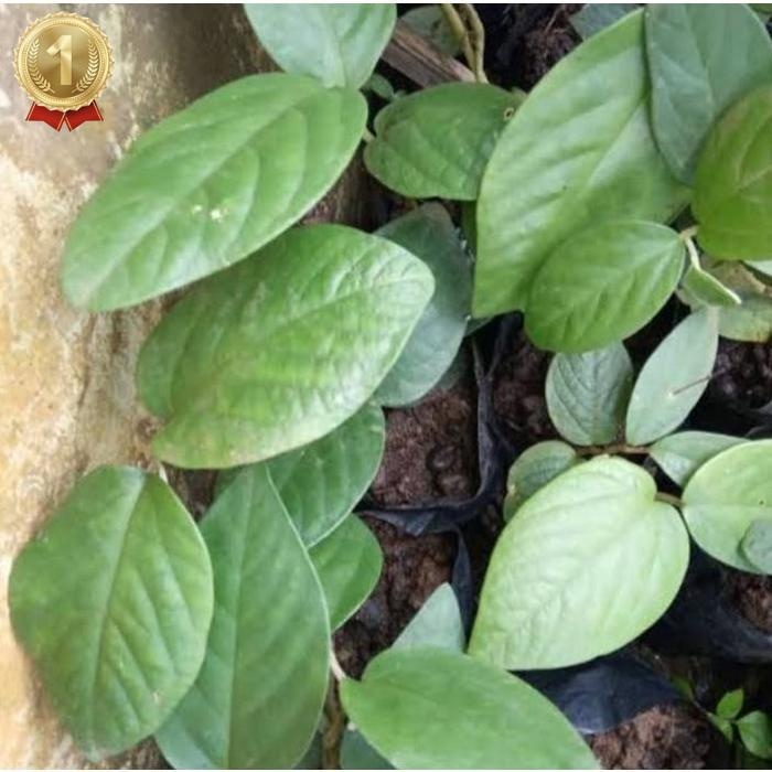 

Original Herbal Daun Singa Depa Fresh 250Gram Daun Herbal Kalimantan