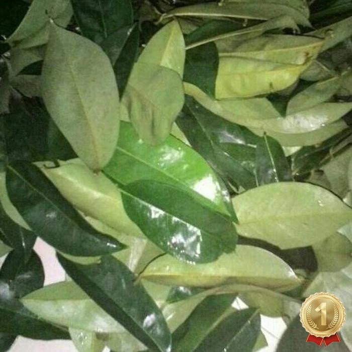 

Terlaris Daun Sirsak Segar Non Kimia Daun Herbal Alami