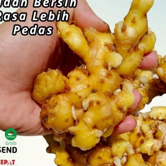 

Jahe Emprit 1 Kg Rasa Lebih Pedas Bersih Tidak Berat Dengan Tanah