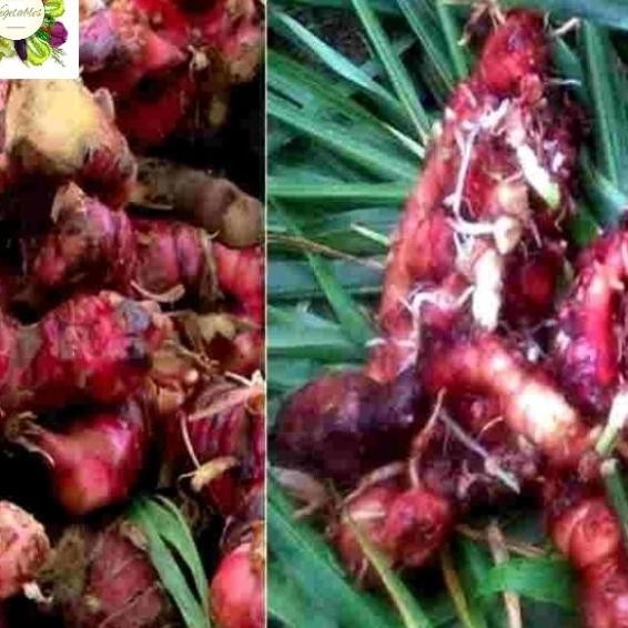 

Jahe Merah Fresh 1Kg