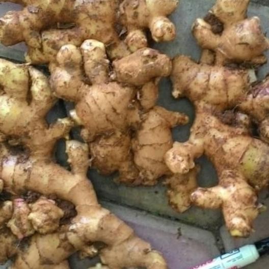 

Jahe Gajah Segar 1Kg